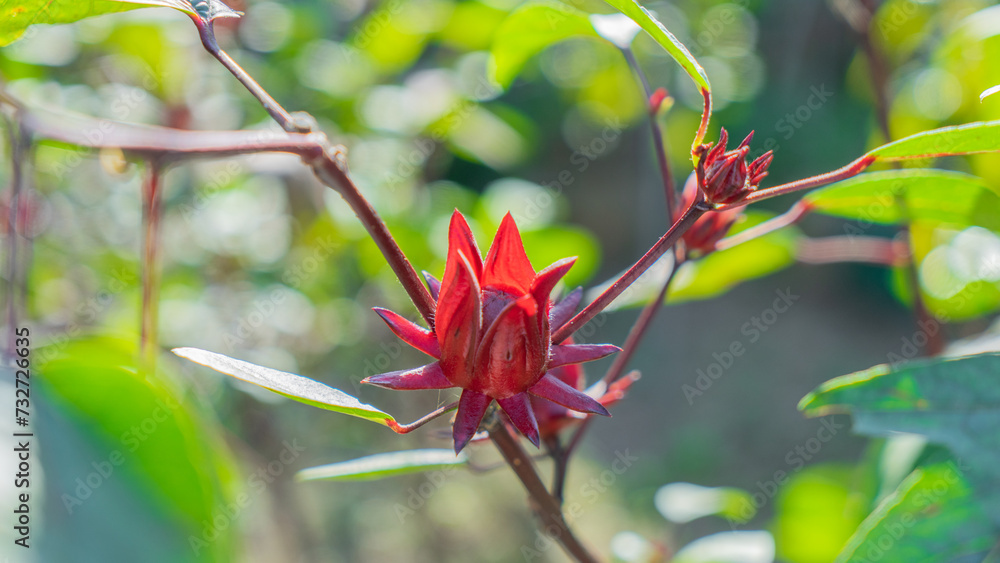 Plant photography: Roselle flower plant Fresh okra, beautiful color, plump, plentiful, green leaves, spreading branches, good medicine, Thai herbs, local herbs, clear photos with blurred backgrounds. 