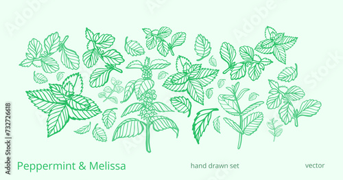 Isolated vector hand drawn set of peppermint and melissa.Mint leaves branches and flowers, spearmint and melissa herbs.Culinary or medical aromatic plant twigs.Botanical elements on a white background