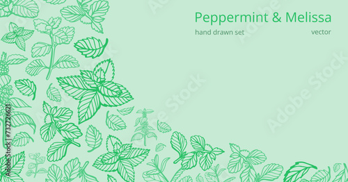 Isolated vector hand drawn set of peppermint and melissa.Mint leaves branches and flowers, spearmint and melissa herbs.Culinary or medical aromatic plant twigs.Botanical elements on a green background