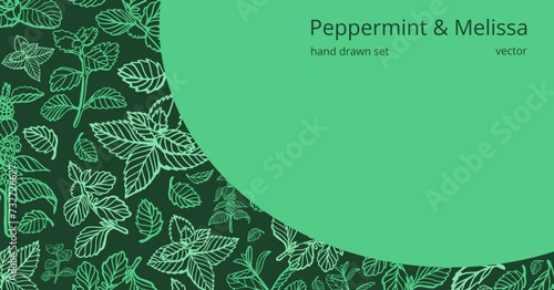 Isolated vector hand drawn set of peppermint and melissa.Mint leaves branches and flowers, spearmint and melissa herbs.Culinary or medical aromatic plant twigs.Botanical elements on a green background photo