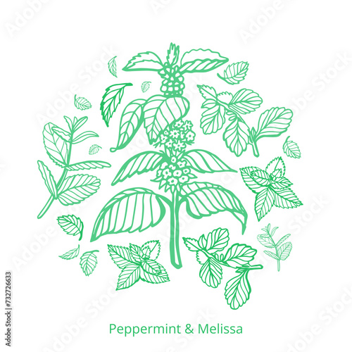 Isolated vector hand drawn set of peppermint and melissa.Mint leaves branches and flowers, spearmint and melissa herbs.Culinary or medical aromatic plant twigs.Botanical elements on a white background
