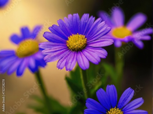 close up of purple daisy