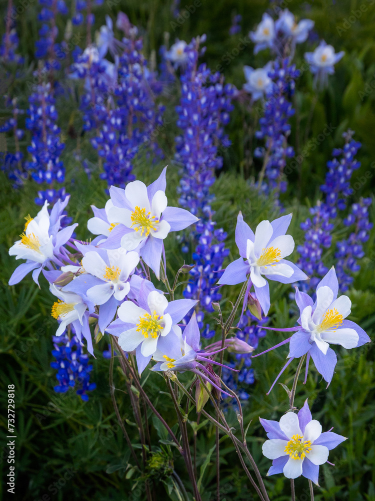 Fototapeta premium Colorado Blue