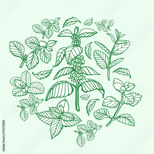 Isolated vector hand drawn set of peppermint and melissa.Mint leaves branches and flowers, spearmint and melissa herbs.Culinary or medical aromatic plant twigs.Botanical elements on a white background