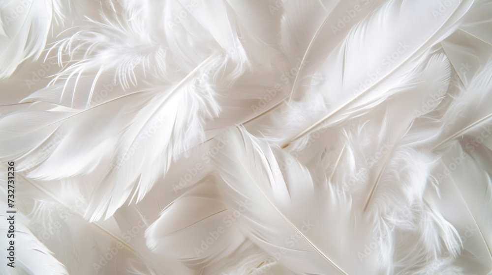 background of airy white feathers background of airy white feathers