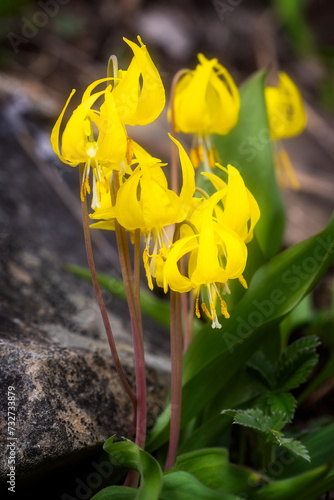 Glacier Lilies