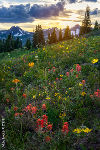 Wildflower Sunset