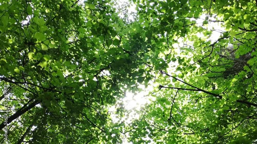 Sun rays through the foliage of trees. Beautiful spring day. Relaxation and good mood. Outdoor recreation concept. Natural background. Sun rays through the foliage of trees. Beautiful spring day. Relaxation and good mood. Outdoor recreation concept. Natural background.