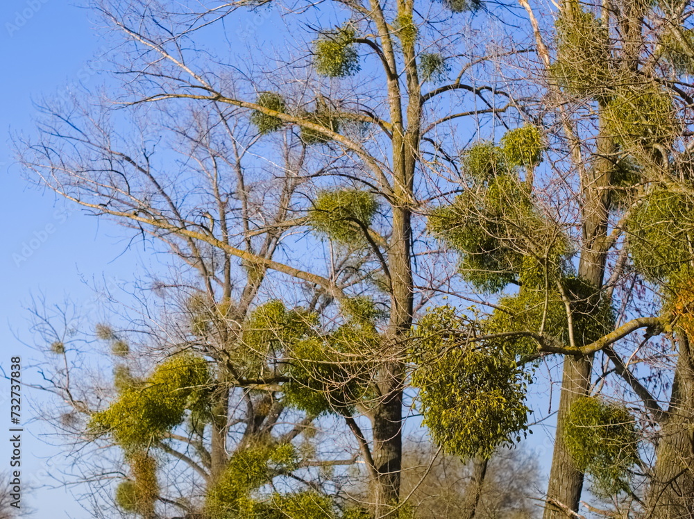 Mistletoe on the branches Mistletoe on the branches