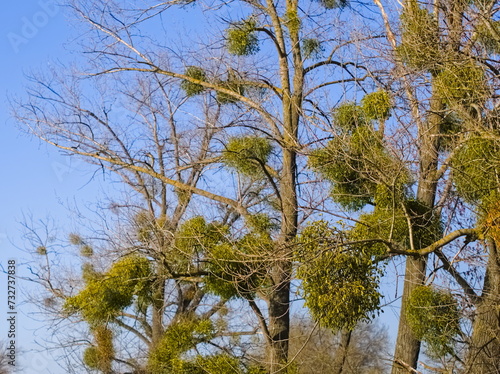 Fototapeta Naklejka Na Ścianę i Meble -  Mistletoe on the branches