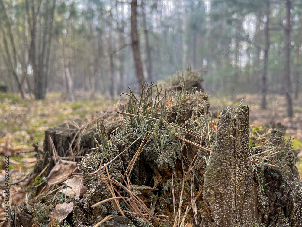 mixed spring forest in the afternoon mixed spring forest in the afternoon