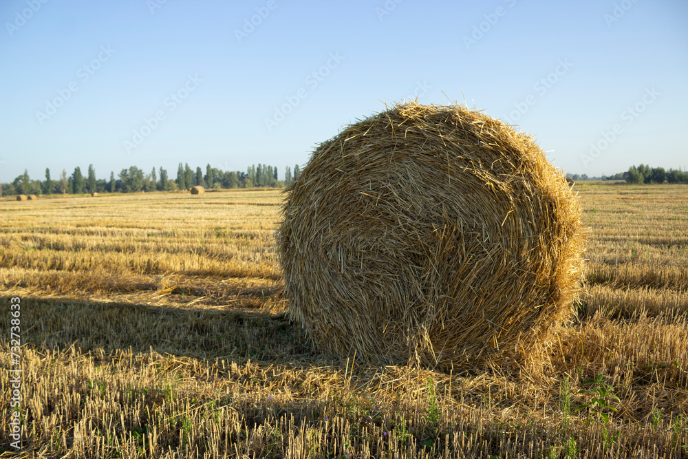 Haystack, wheat harvest. Agriculture. Field after harvest Haystack, wheat harvest. Agriculture. Field after harvest