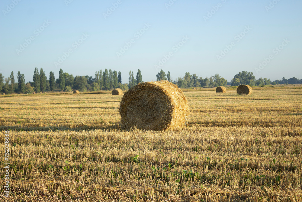 Haystack, wheat harvest. Agriculture. Field after harvest