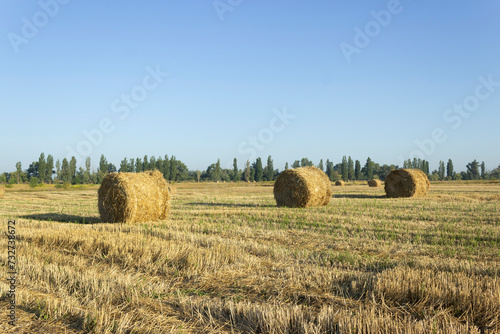 Haystack, wheat harvest. Agriculture. Field after harvest © Maryna