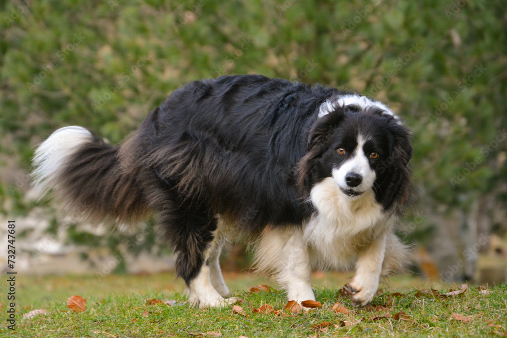 beautiful black and white border collie dog, protector of herd and house