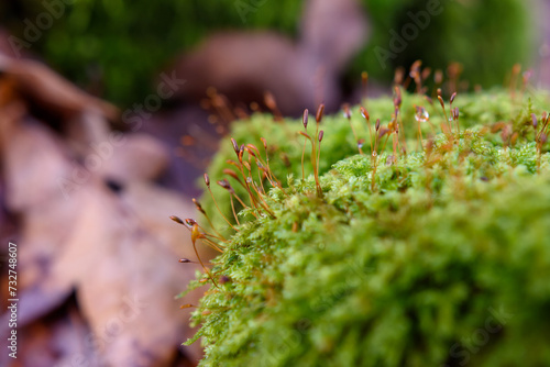 makro małych pędów mchu z kropelkami rosy wody photo