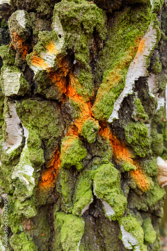Fototapeta Naklejka Na Ścianę i Meble -  Pomarańczowy X namalowany farbą w sprayu na drzewie brzoza z białą korą pokrytą mchem