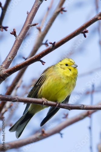 Emberiza citrinella aka yellowhammer on the tree. Lovely yellow bird.  Czech republic nature.  photo