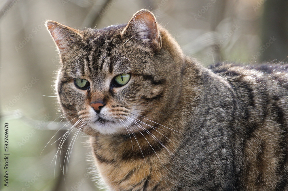 Close-up portrait of domestic cat. Giant green eyes. Sad and strict face expression. Close-up portrait of domestic cat. Giant green eyes. Sad and strict face expression.