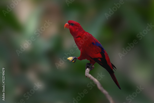 Red Lory bird (Eos bornea) photo