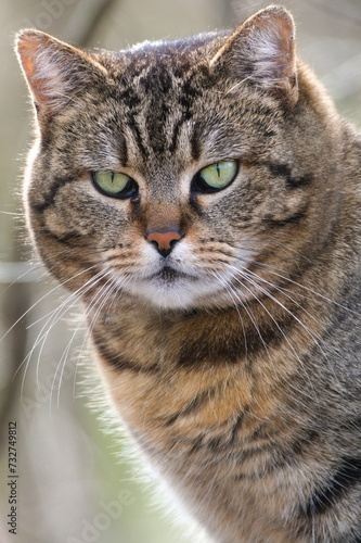 Close-up portrait of domestic cat. Giant green eyes. Sad and strict face expression. © czjonyyy