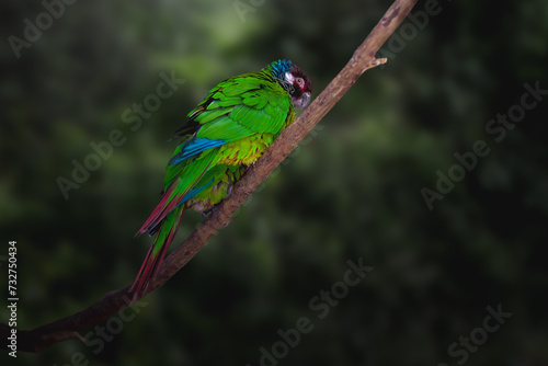 White-eared Parakeet bird (Pyrrhura leucotis)