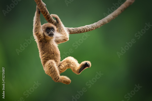 Baby Southern Muriqui monkey (Brachyteles arachnoides)