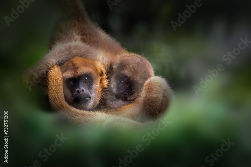 Baby and Mother Southern Muriqui monkey (Brachyteles arachnoides)