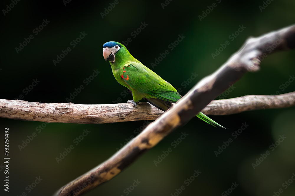 Red-shouldered Macaw (Diopsittaca nobilis) or Noble Macaw