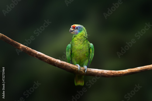 Obraz na płótnie Red-tailed Amazon parrot (Amazona brasiliensis) w salonie