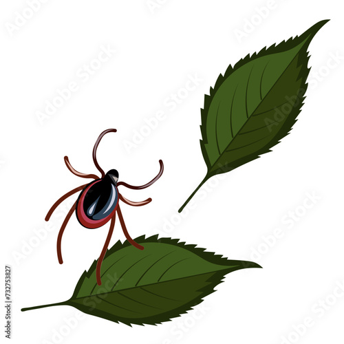 Big dark tick and green tree leaves. White background.