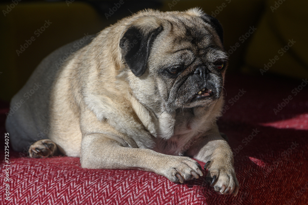 old pug lying on the sofa, a ray of sunshine 10