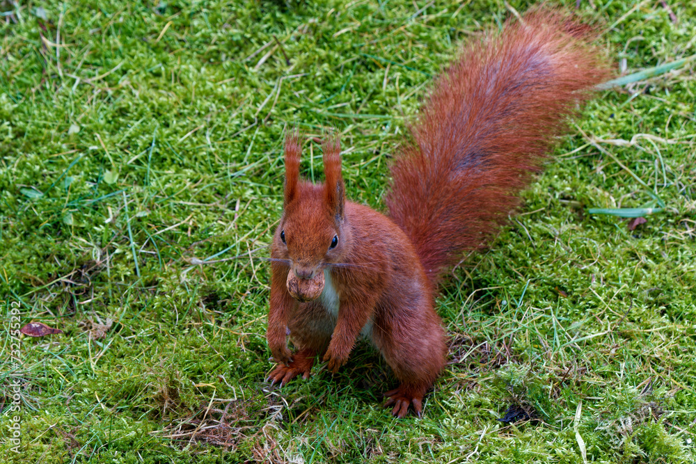 Fototapeta premium A red squirrel living in the city.