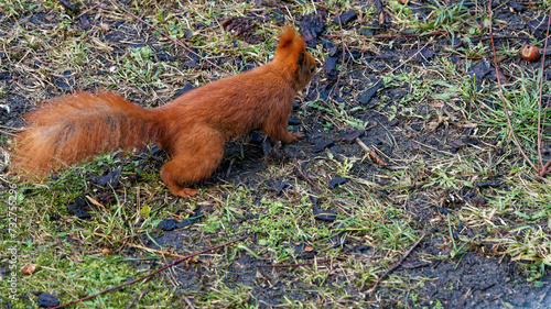 A red squirrel living in the city.