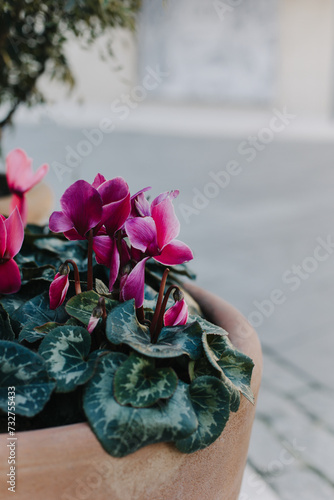 Beautiful pink cyclamen flowers in a pot on a street.