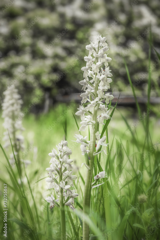 Elder-flowered Orchid