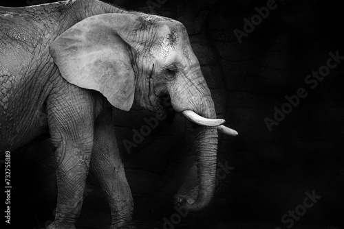 African elephant
