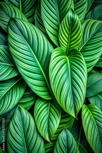 Palm leaves background, tropical leaves texture background, Exotic Tropical Texture for Stunning Visuals