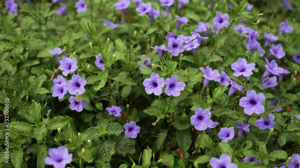 Ruellia tuberosa, also known as minnieroot, fever root, snapdragon root, and sheep potato, is a species of flowering plant in the family Acanthaceae Ruellia tuberosa, also known as minnieroot, fever root, snapdragon root, and sheep potato, is a species of flowering plant in the family Acanthaceae