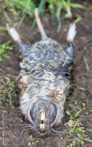 Dead Botta's Pocket Gopher found near burrow's entrance after heavy rains. Cuesta Park, Northern California.