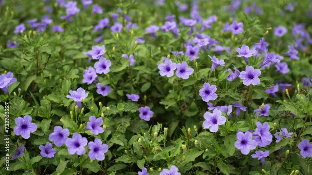 Ruellia tuberosa, also known as minnieroot, fever root, snapdragon root, and sheep potato, is a species of flowering plant in the family Acanthaceae Ruellia tuberosa, also known as minnieroot, fever root, snapdragon root, and sheep potato, is a species of flowering plant in the family Acanthaceae