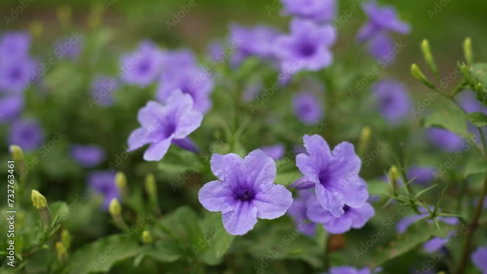 Ruellia tuberosa, also known as minnieroot, fever root, snapdragon root, and sheep potato, is a species of flowering plant in the family Acanthaceae Ruellia tuberosa, also known as minnieroot, fever root, snapdragon root, and sheep potato, is a species of flowering plant in the family Acanthaceae