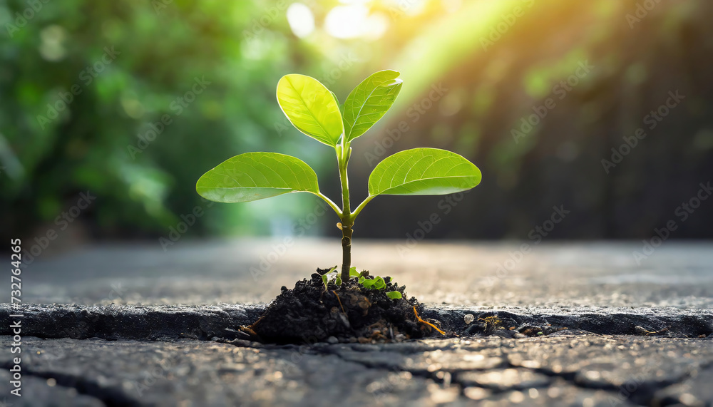 small green plant grow up on gap of block on asphalt floor; survivor and live alive concept small green plant grow up on gap of block on asphalt floor; survivor and live alive concept