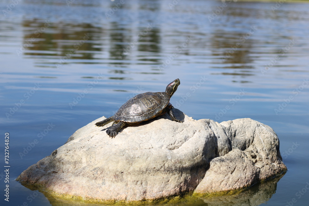 Obraz premium turtle on the rock