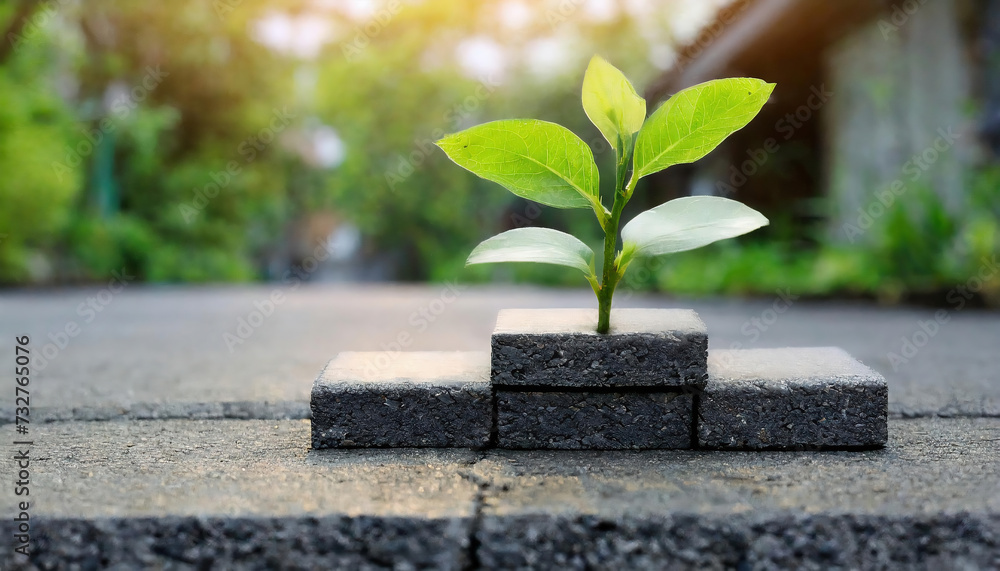 Firefly Baby tree grow up on gap of block on asphalt floor; to growth success concept Firefly Baby tree grow up on gap of block on asphalt floor; to growth success concept
