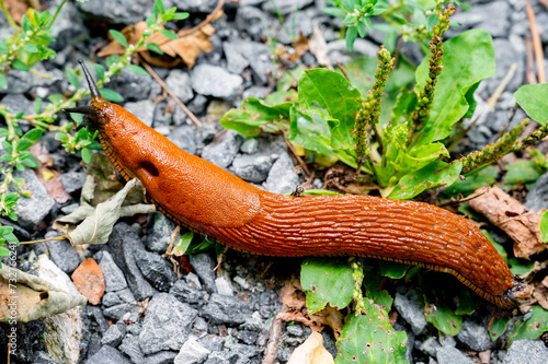 Large brown Spanish snail (arion vulgaris) on grass, close-up. Invasive animal species.