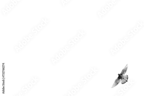 Giftcard white background with black and white photo of small peregrin bird in corner photo