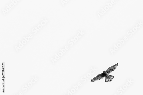 Giftcard white background with black and white photo of small peregrin bird in corner photo