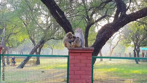 Monkey bandar Animals kept as pets include lions, tigers, cougars, ocelots, servals, wolves, bears, alligators, snakes and nonhuman primates like chimpanzees.  photo