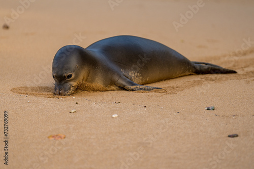 Hawaiian Monk Seal Endangered Species near Lahaina, Maui, Hawaii